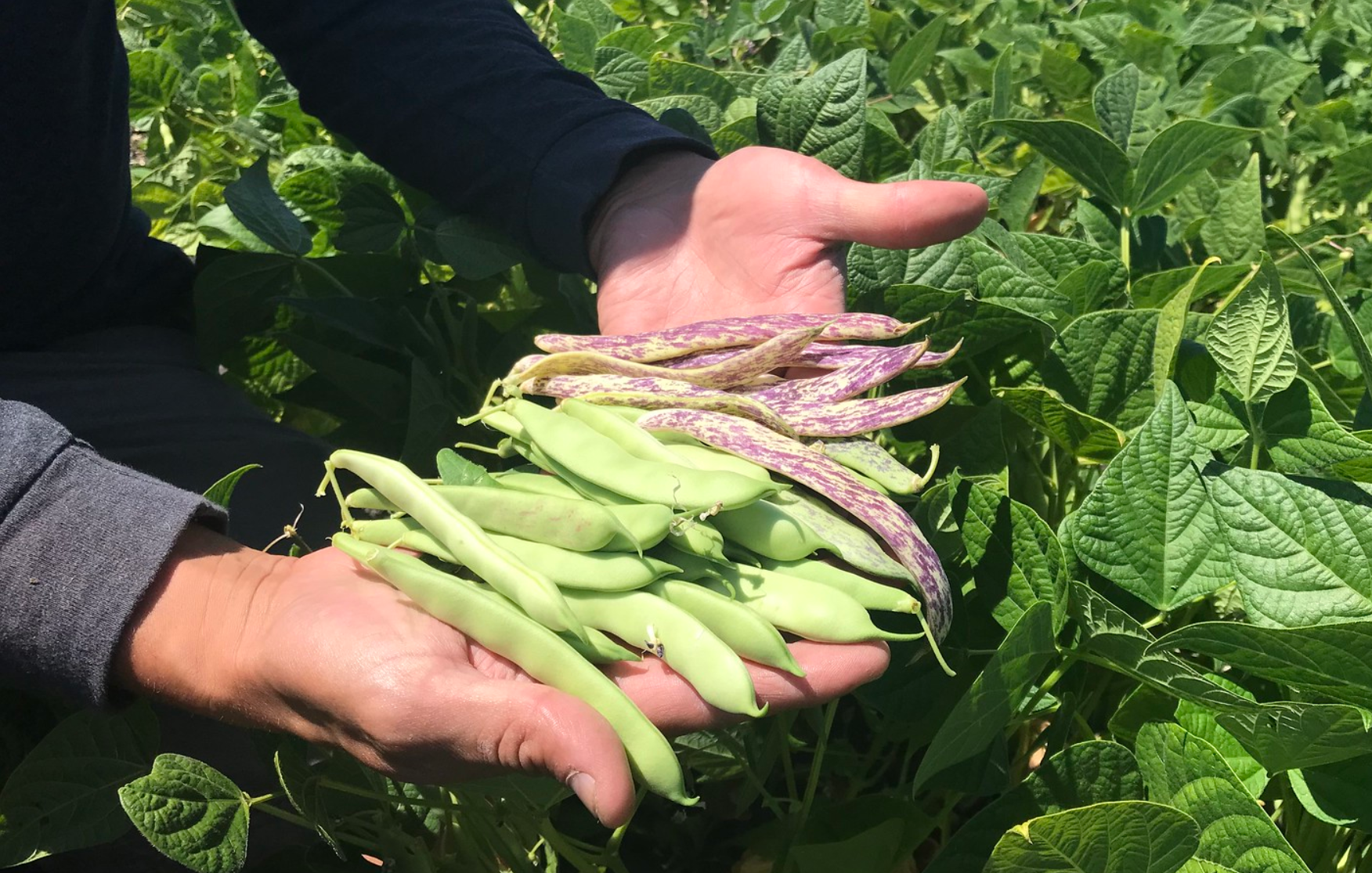 A pair of hands holding freshly picked green beans.