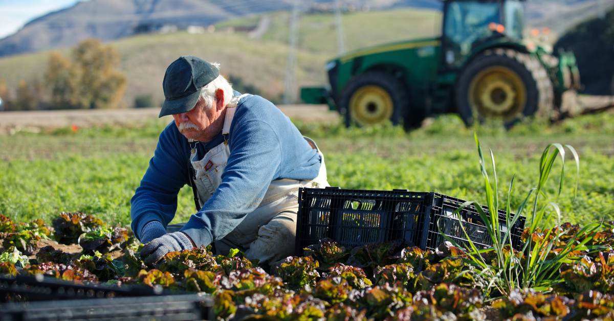 A farmer harvesting lettuce in a field, with a tractor in the background; part of the local food system.