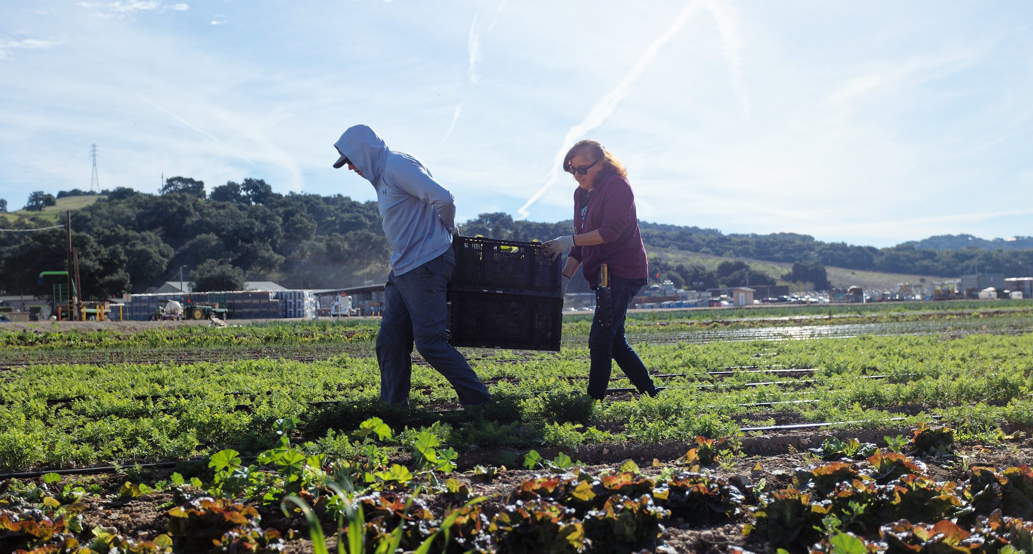 53505109381_1df4f94203_k Two people are working in a field, carrying a large crate together under a clear sky.
